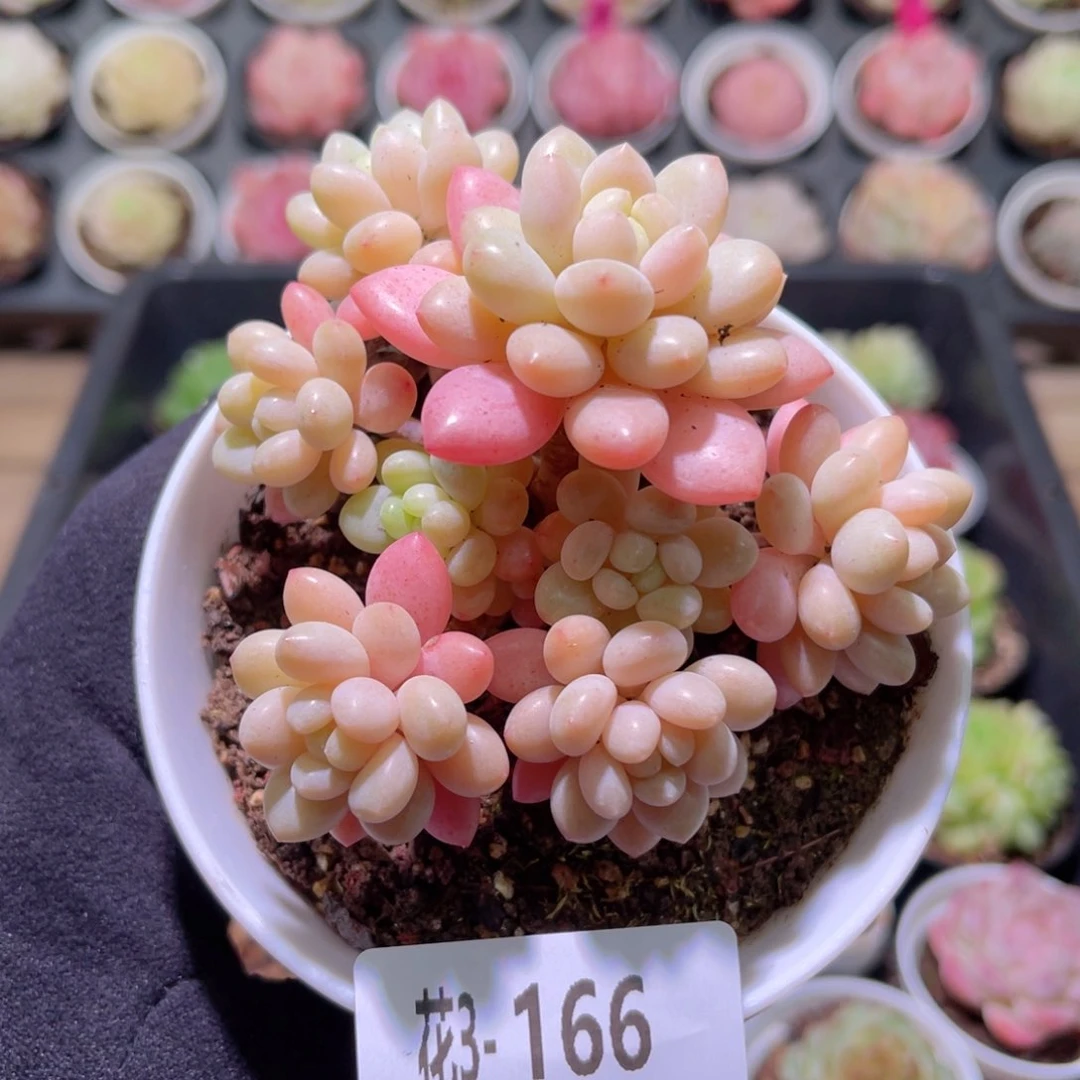 花利美3-166洛可可