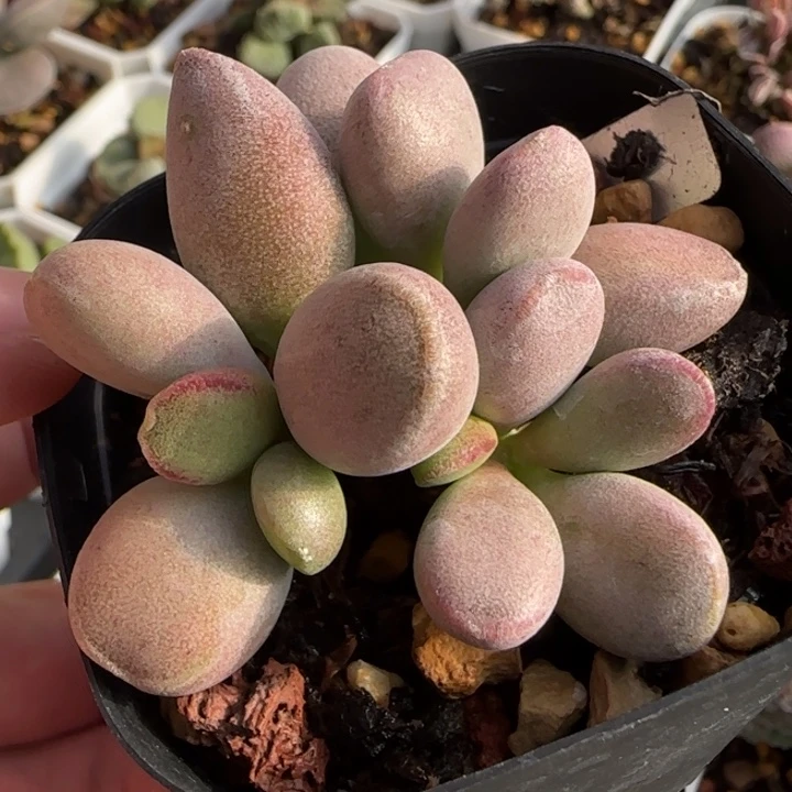 仙桃水泡多肉植物