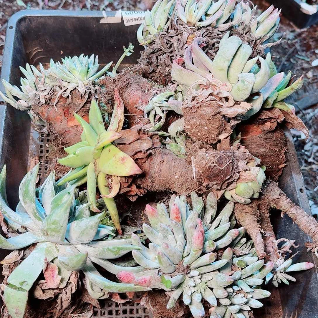 9482瑕疵框拍不售后