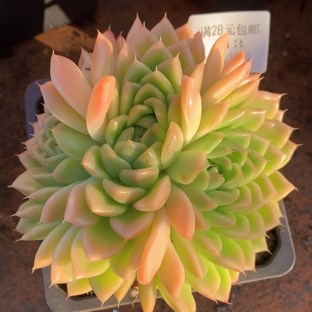 【闪购商品】云113号