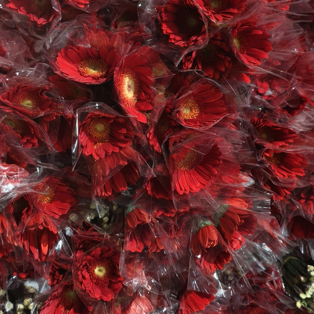 （红色非洲菊80支）  包邮 云南直发 同一地址两单以上送配草或配花