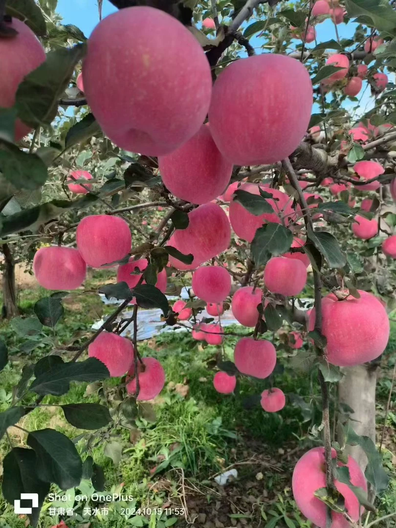 甘肃天水秦安新鲜红富士脆甜多汁新鲜头茬现摘现发