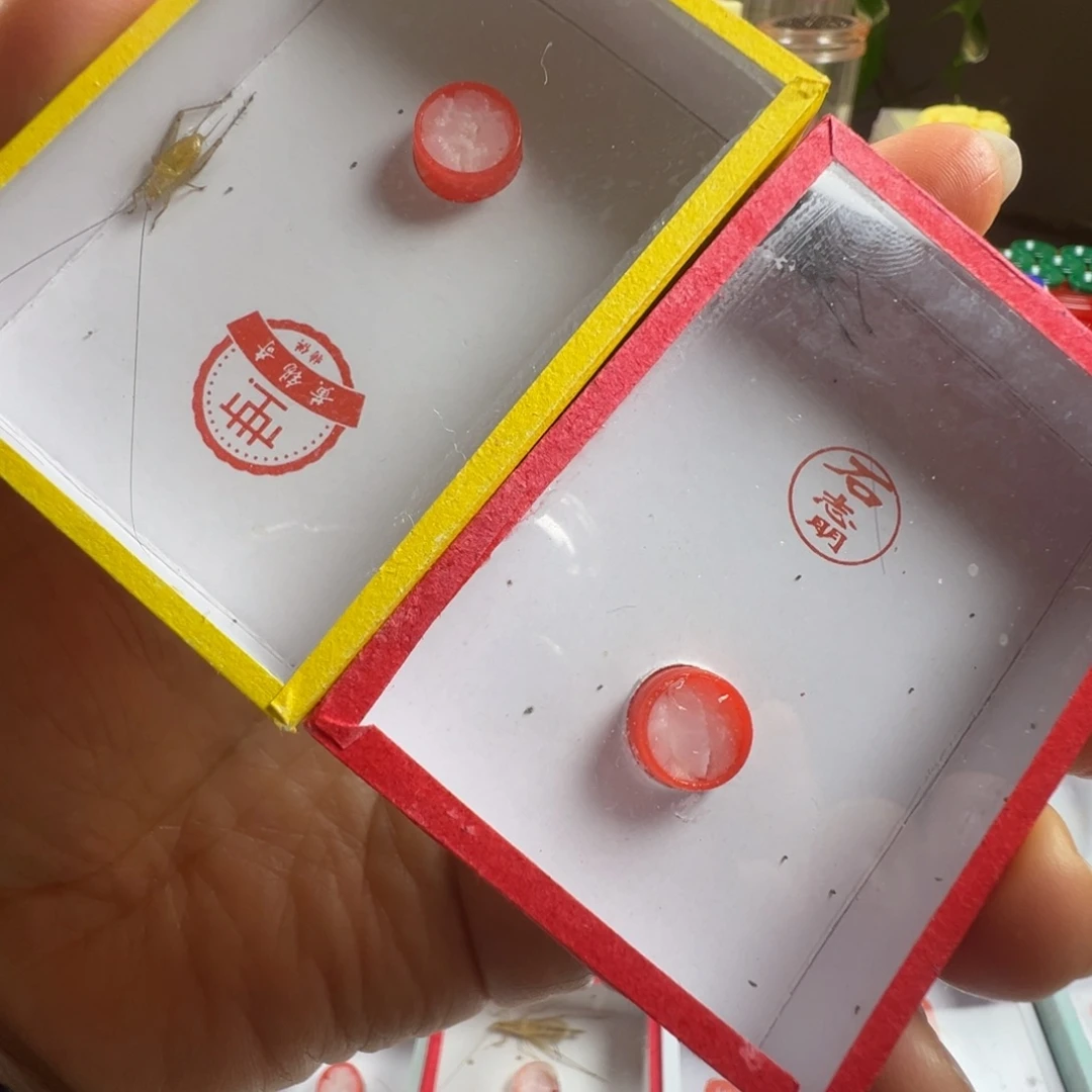 蟋蟀一只石老师冬黄一只黄老师冬黄