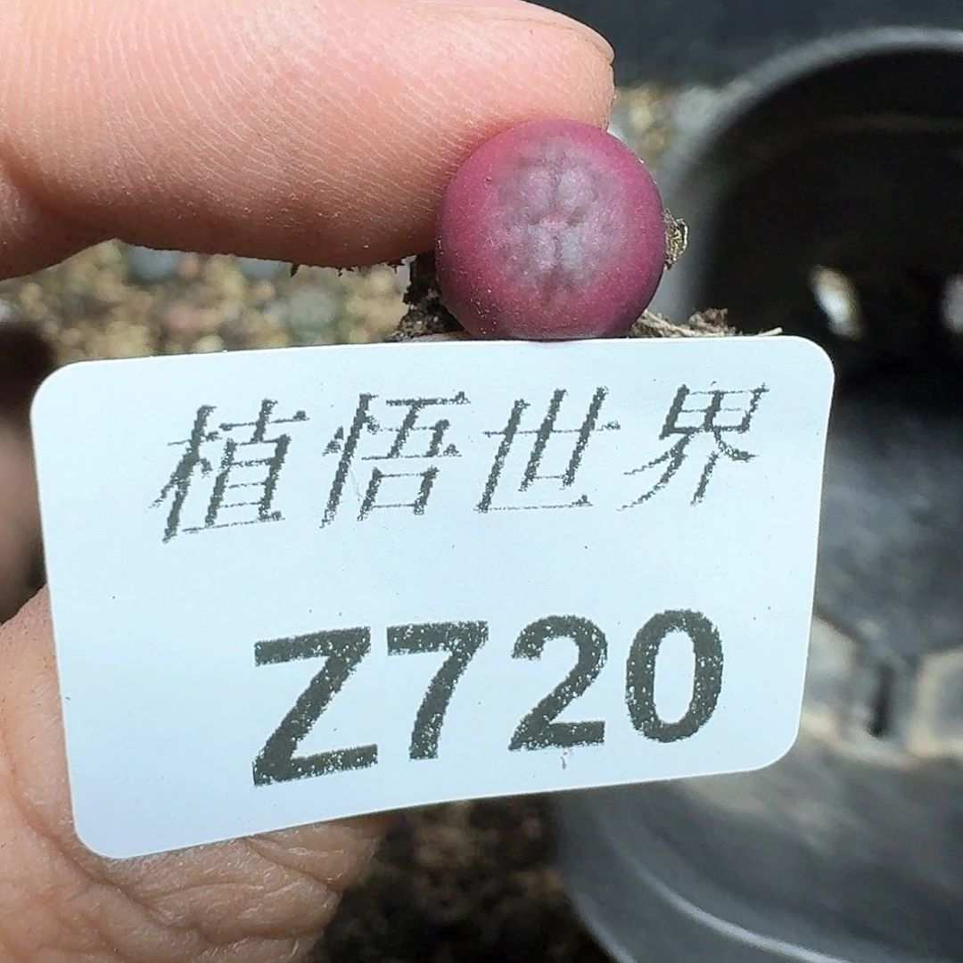 蚜**肥720盒多肉植物哇f g