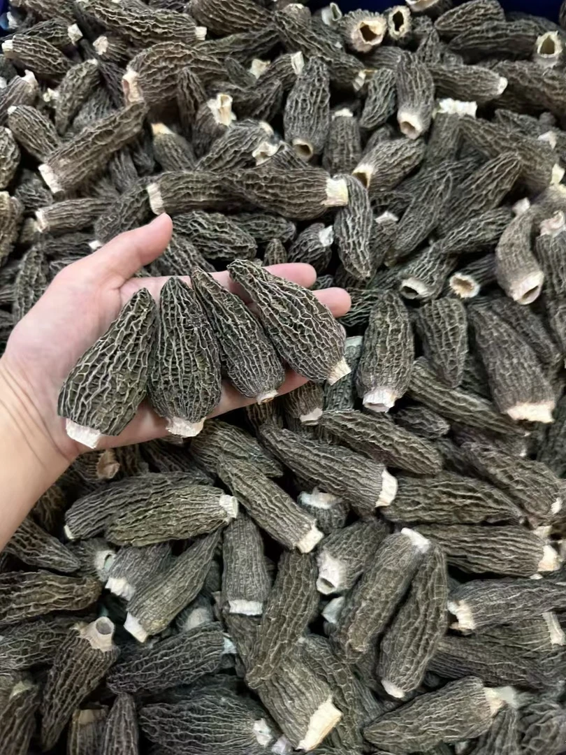 羊肚菌头茬厚肉羊肚菌无柄 香味浓郁煲汤鲜美