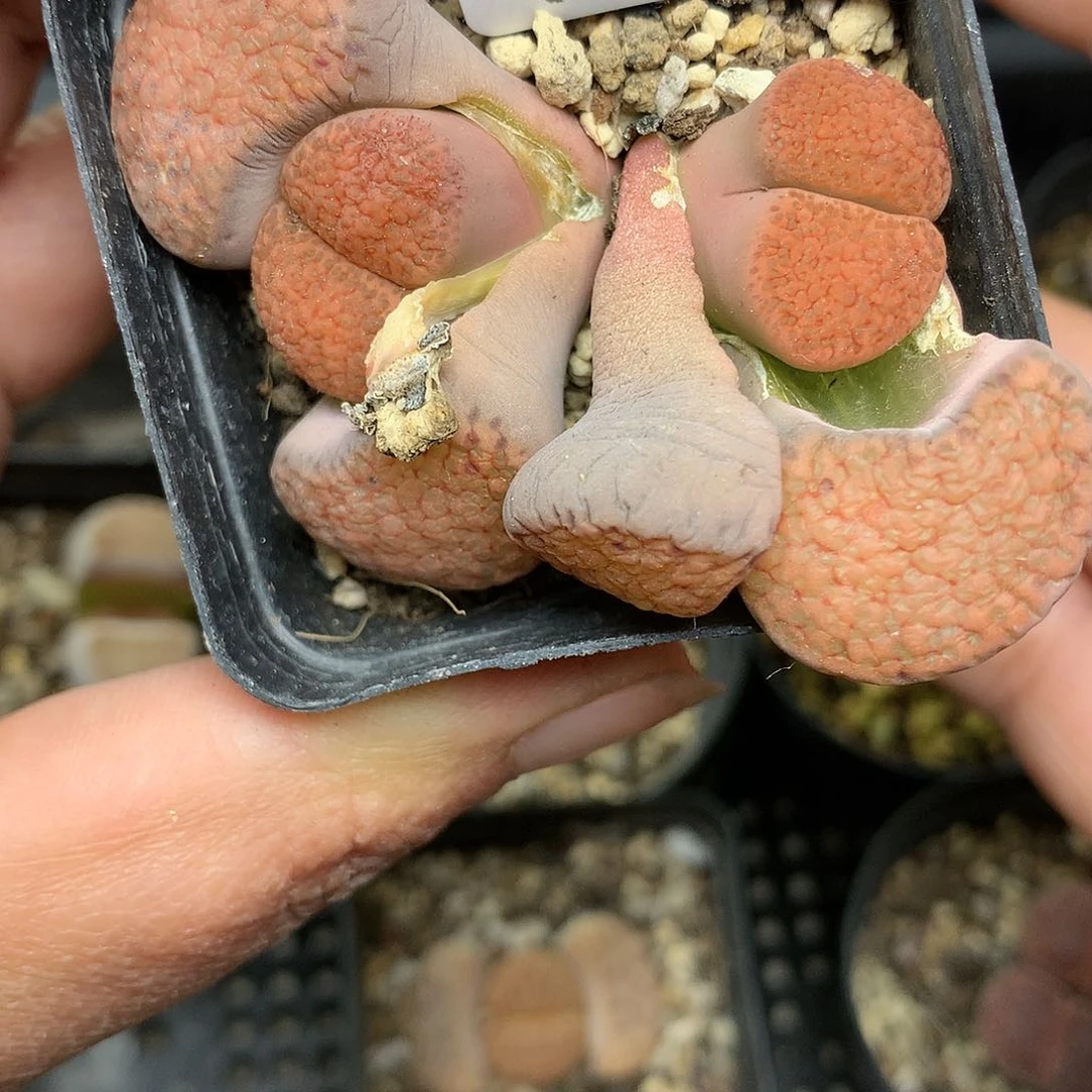 C330多肉植物保护研究所