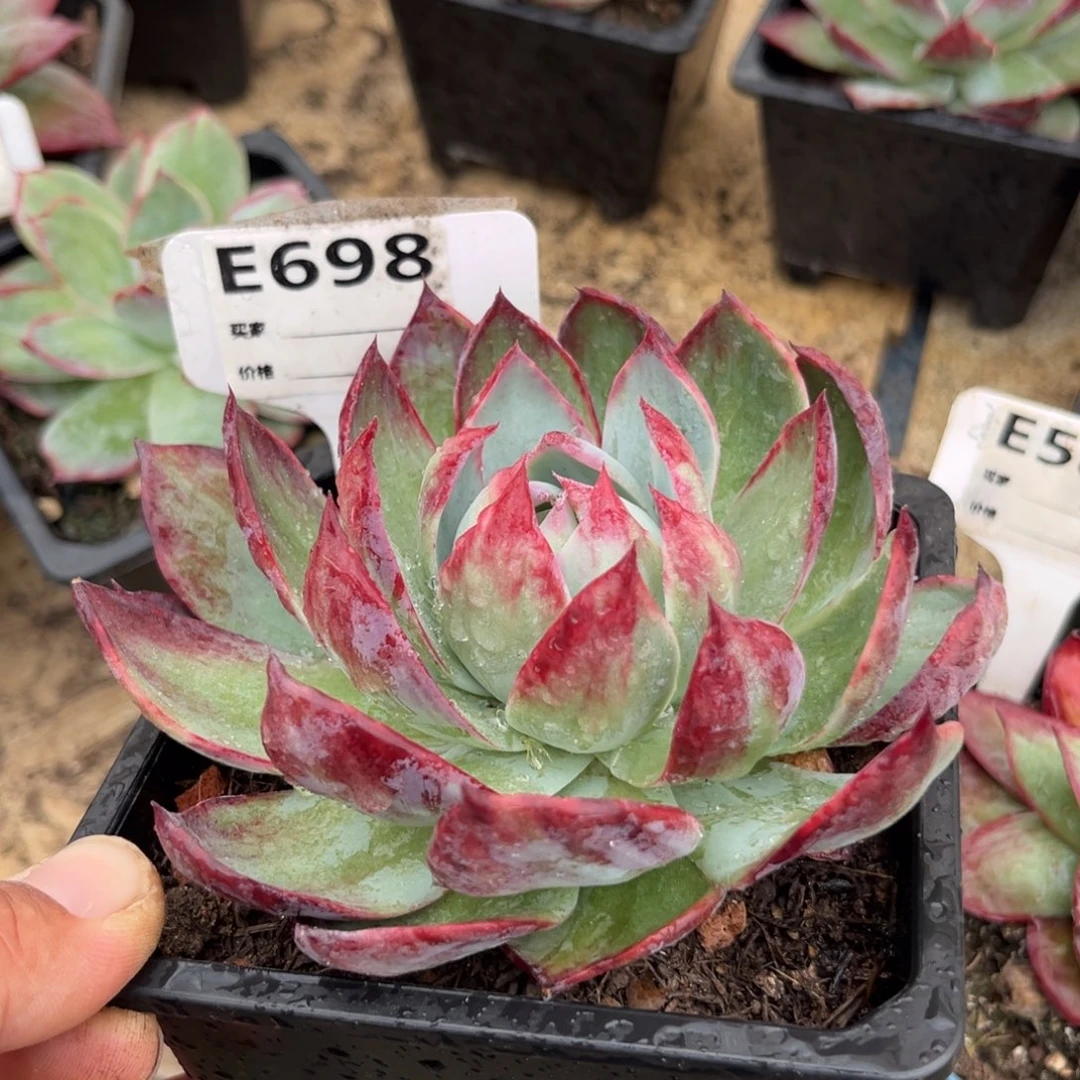 惊鸿一瞥多肉植物的698