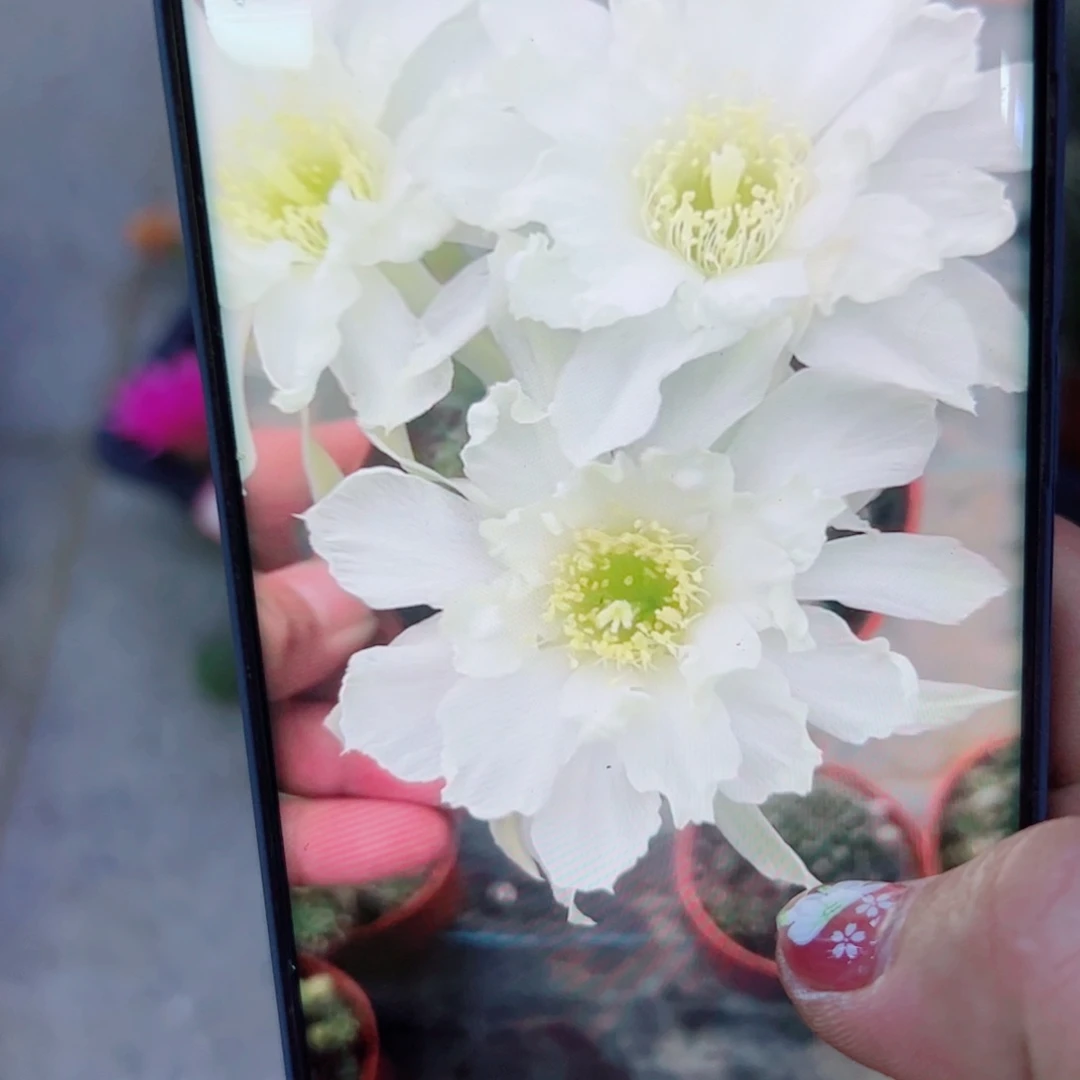 下37丽花64 歪无根侧芽3公分左右20包邮