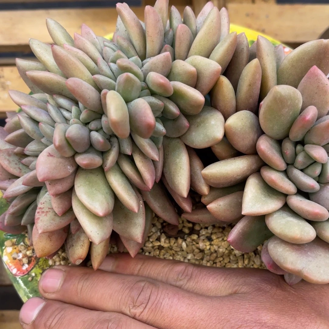 玉37373738383888383