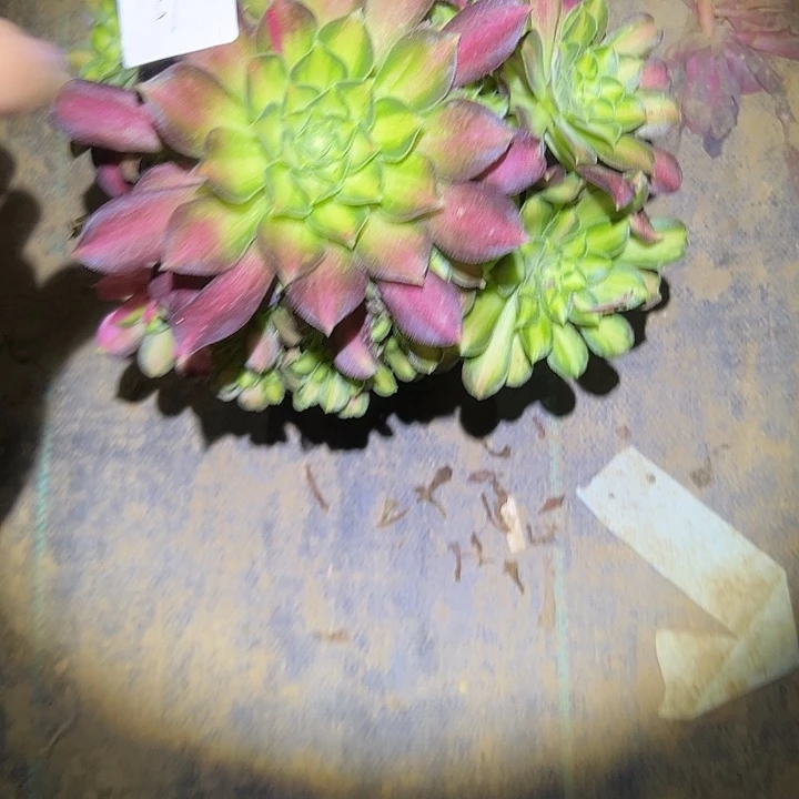 新****店多肉法师植物链接59