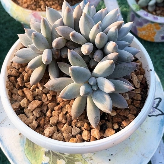 彩胖体哥特13号码牌子的话题