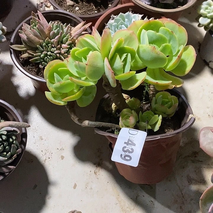 杨***朵439鸡蛋碧桃多肉植物