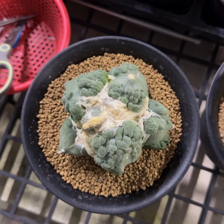 大肥肥圆尤怒涛实生