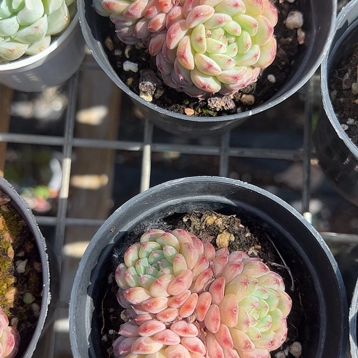 粉胖子多肉植物精品