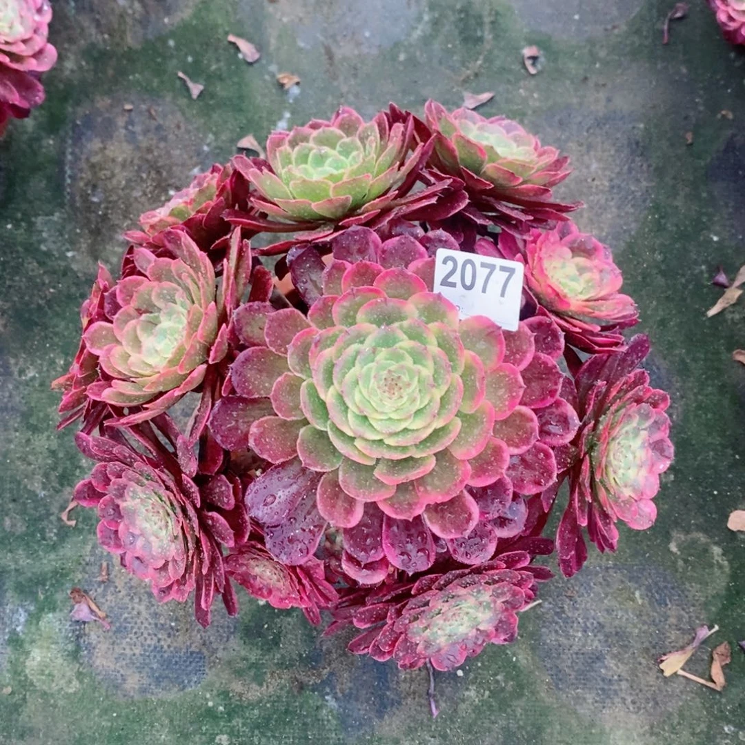 黑金刚2077多肉1111