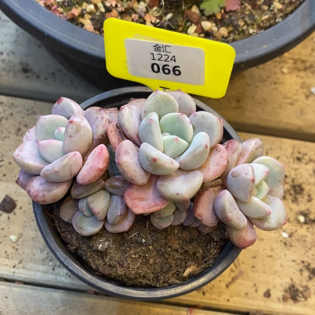 福利多多。1224066