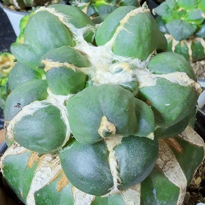 无花朵福利苗接大尤蛋523