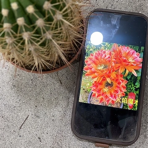 火焰魔术毛花，高5-8公分左右