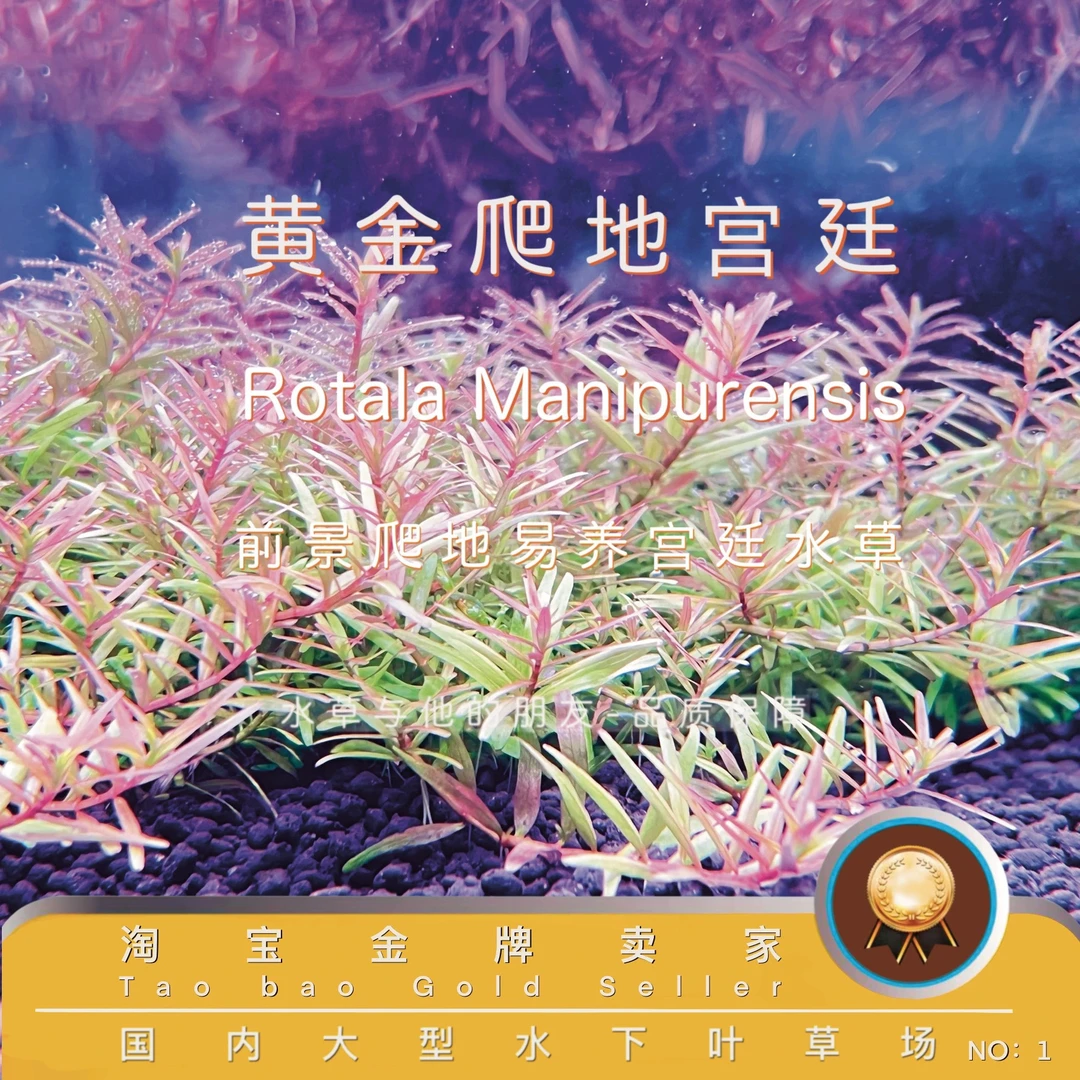 爬地黄金宫廷（100%水下叶）新品前景新加坡血宫廷丹麦血红宫廷绿