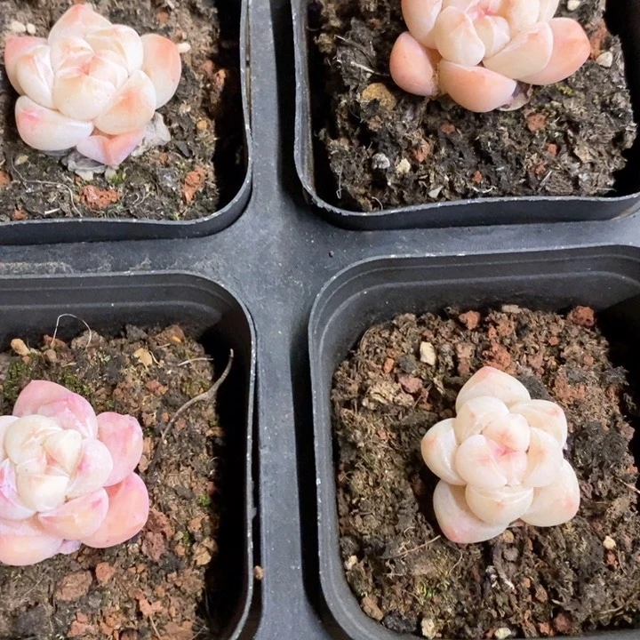 47。小脸冰玉。单头。