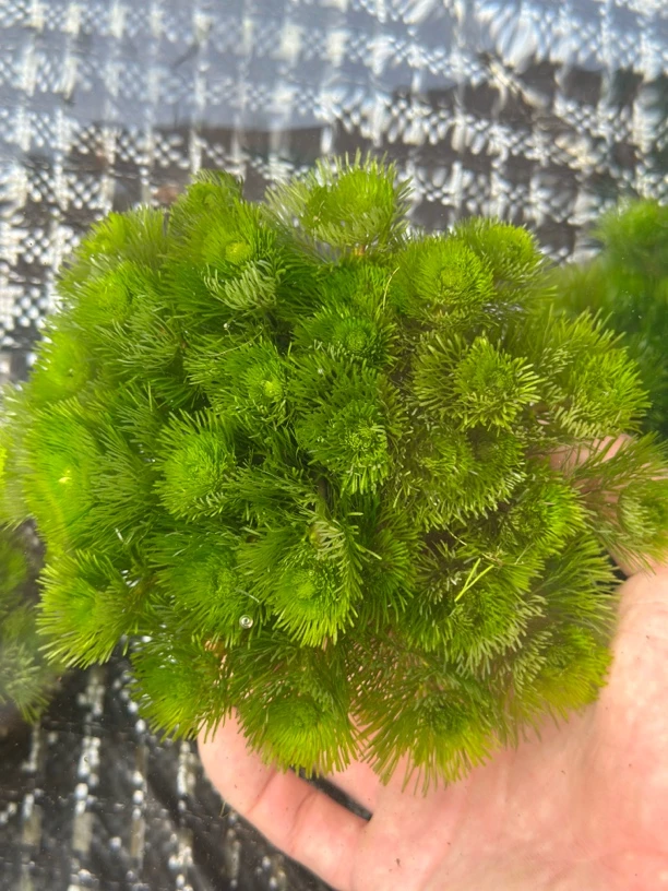 【绿菊】可开花阴性水草不需专用灯光不需二氧化碳绿菊水草