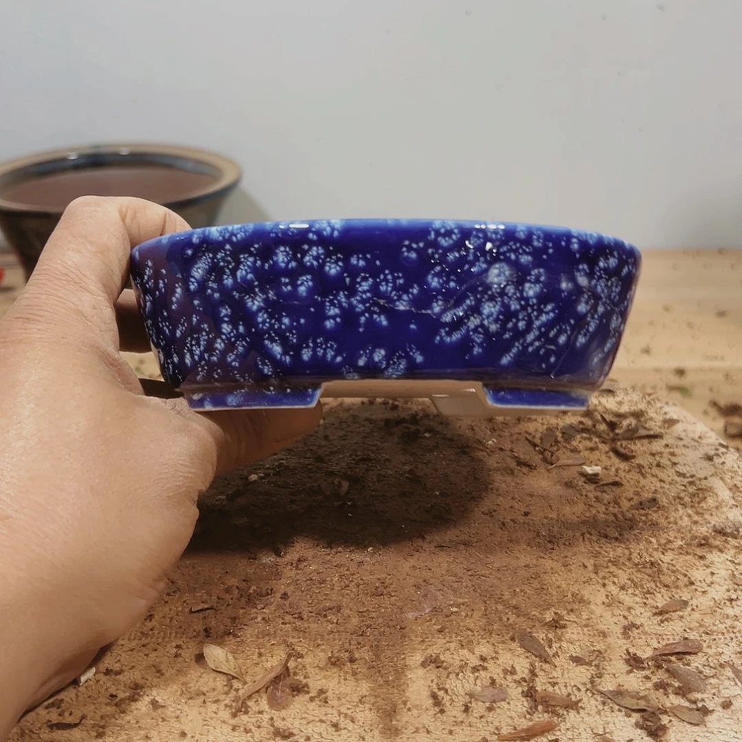 盆景皋月杜鹃小号好盆