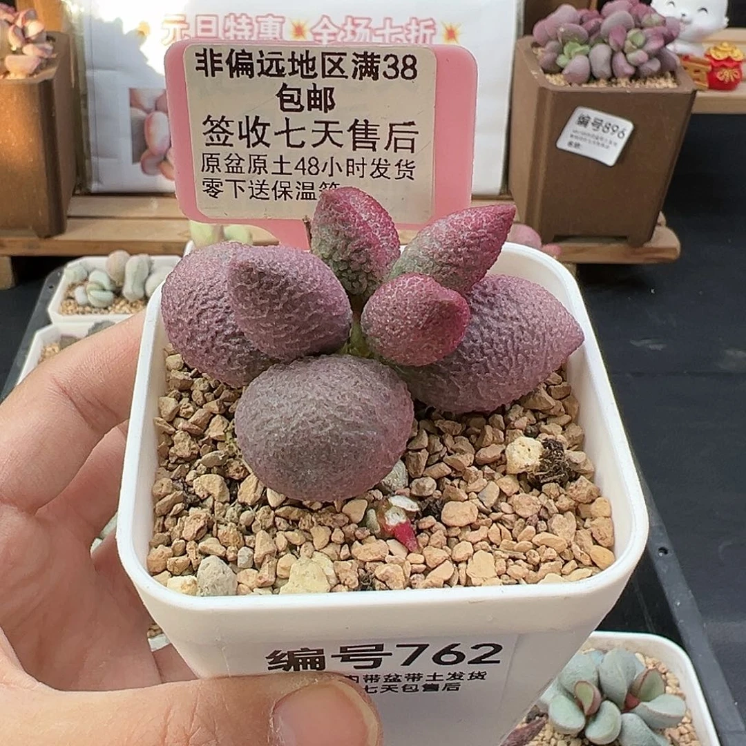 762少女心多肉植物