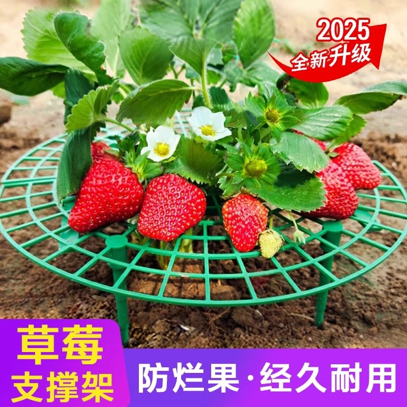 【草莓支架】太阳花托盘架子盆栽果实防倒保护叶支撑架新款园艺用品