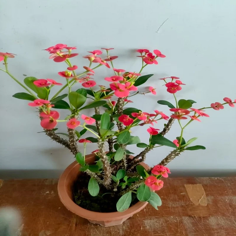 虎刺梅盆栽花卉虎刺盆景铁海棠四季开花适合室内外阳台庭院种植