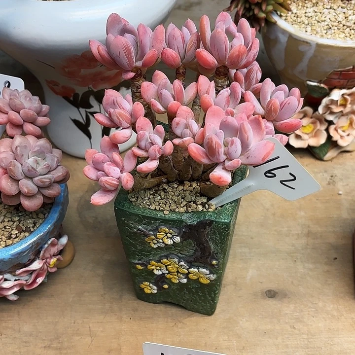 多肉植物，灰姑娘162号