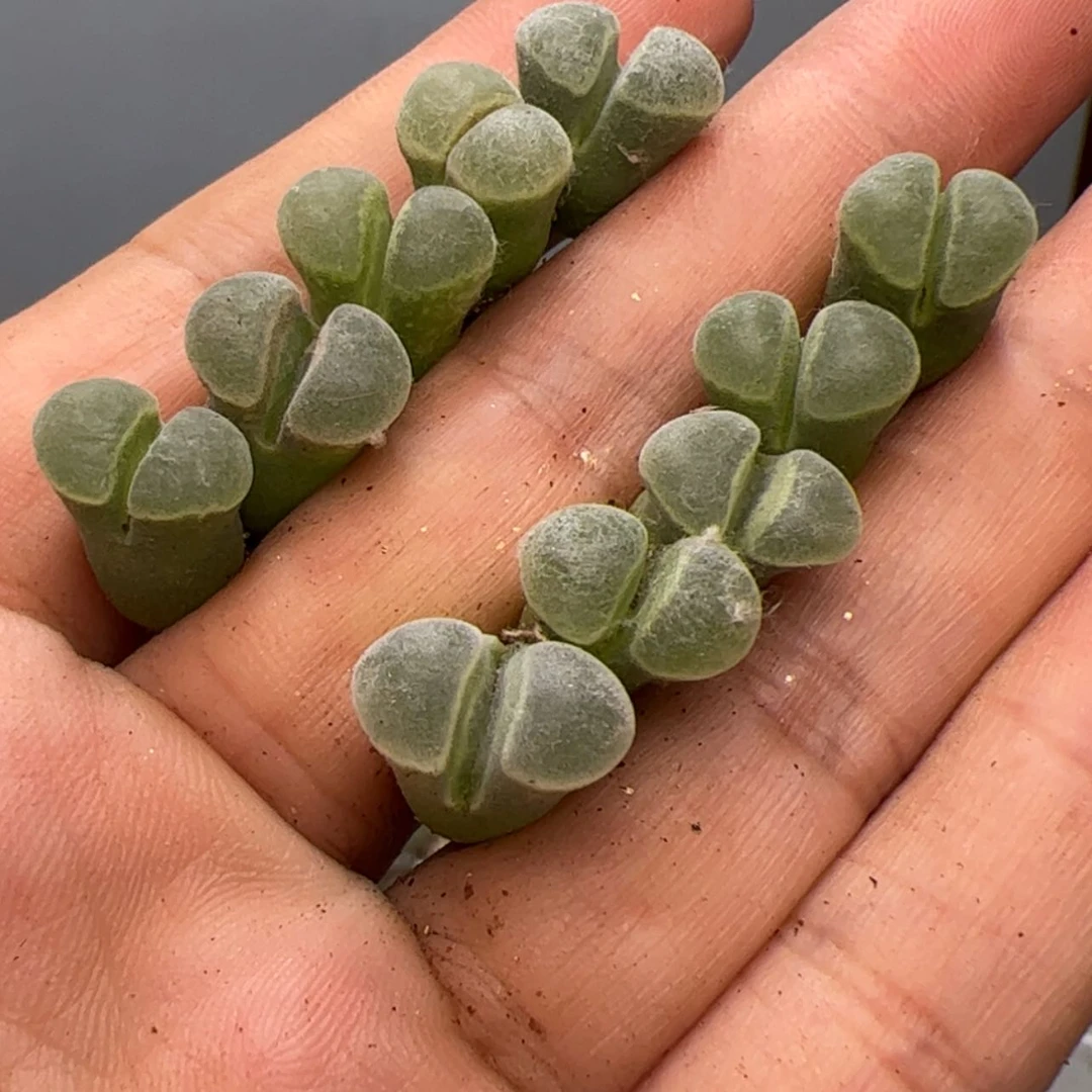 【闪购商品】00000011极窗风铃