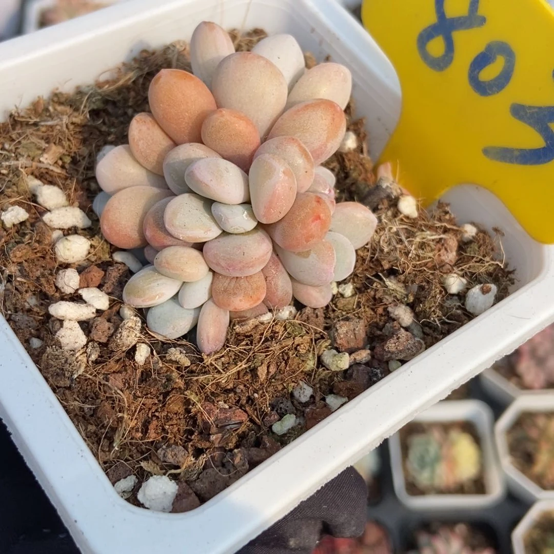 803粉兔多肉植物保护