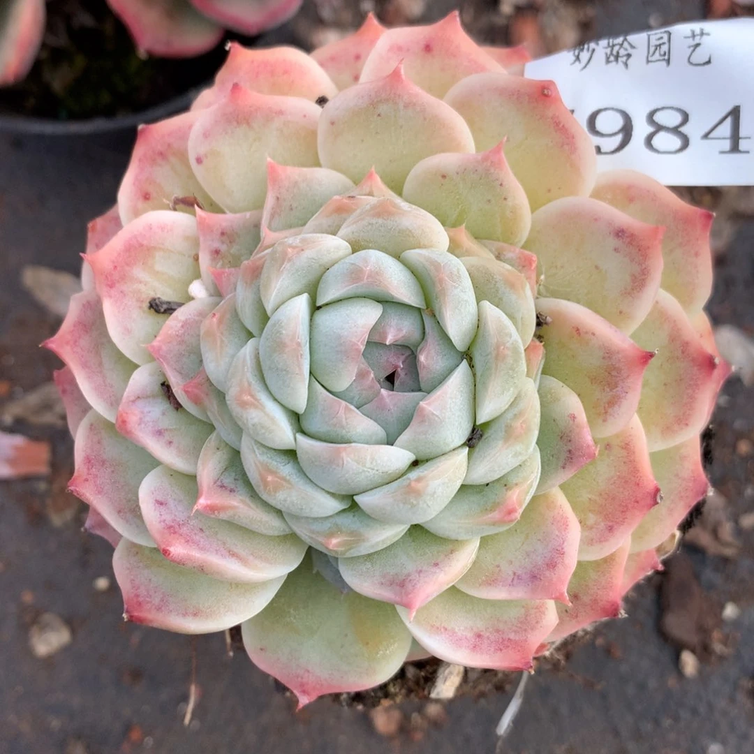 7984杂交多肉老桩