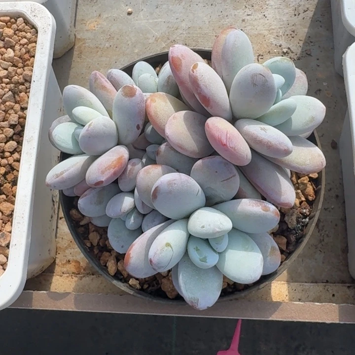 雪美人 群生 一物一拍