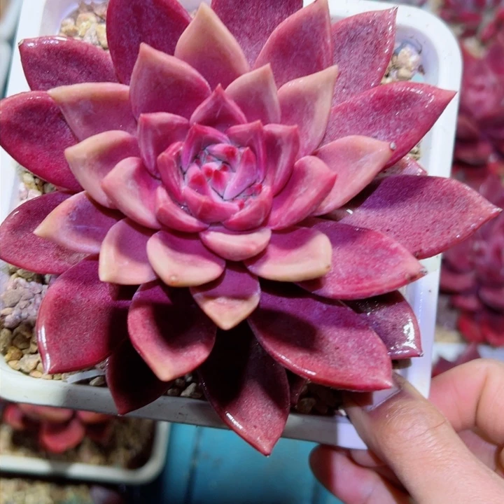 精品多肉植物老桩