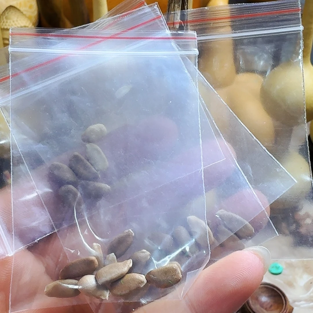 三庭葫芦种子葫芦