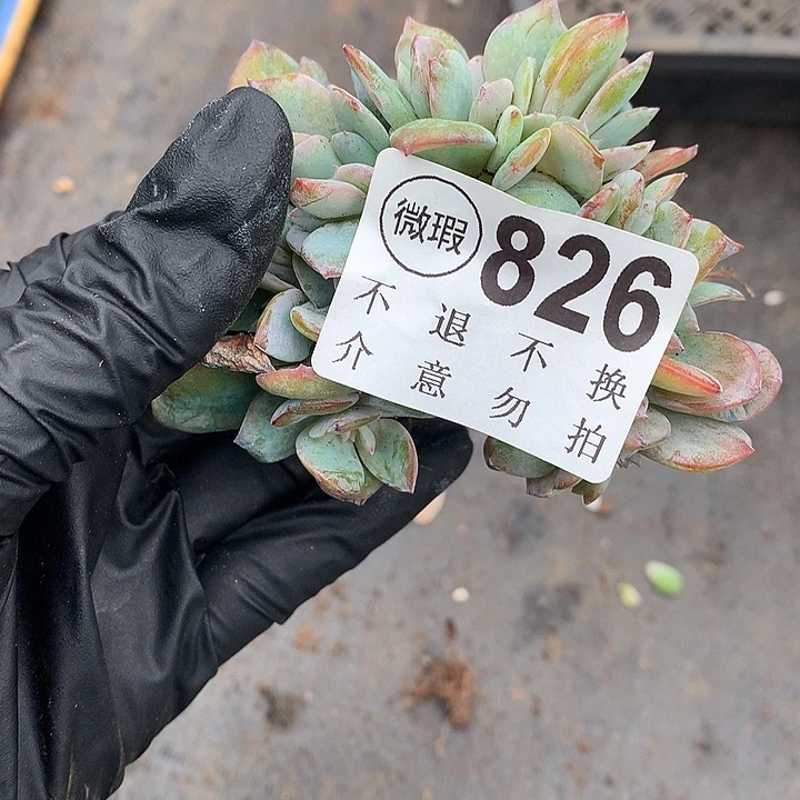 白凤缀化 侧切 自然群非偏远38包邮 节后发