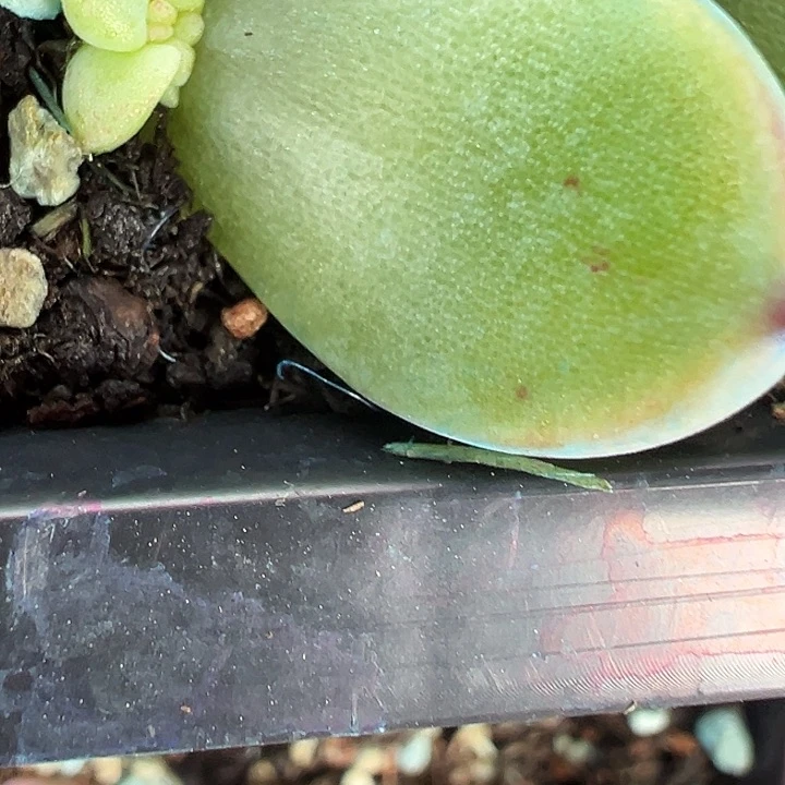 多肉植物灯泡东云珍妮一颗叶差