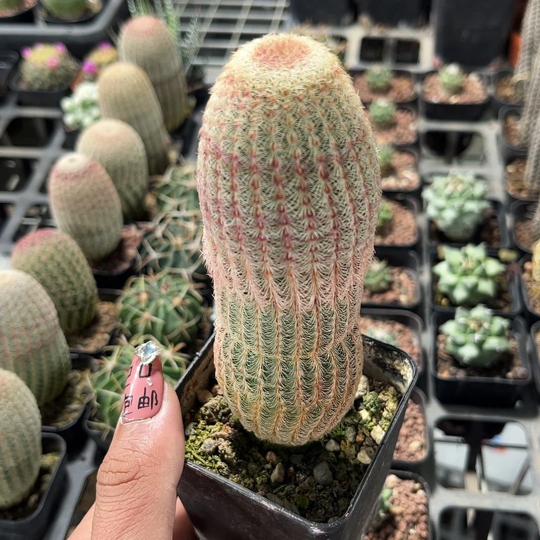 红太阳单头发货单头发货