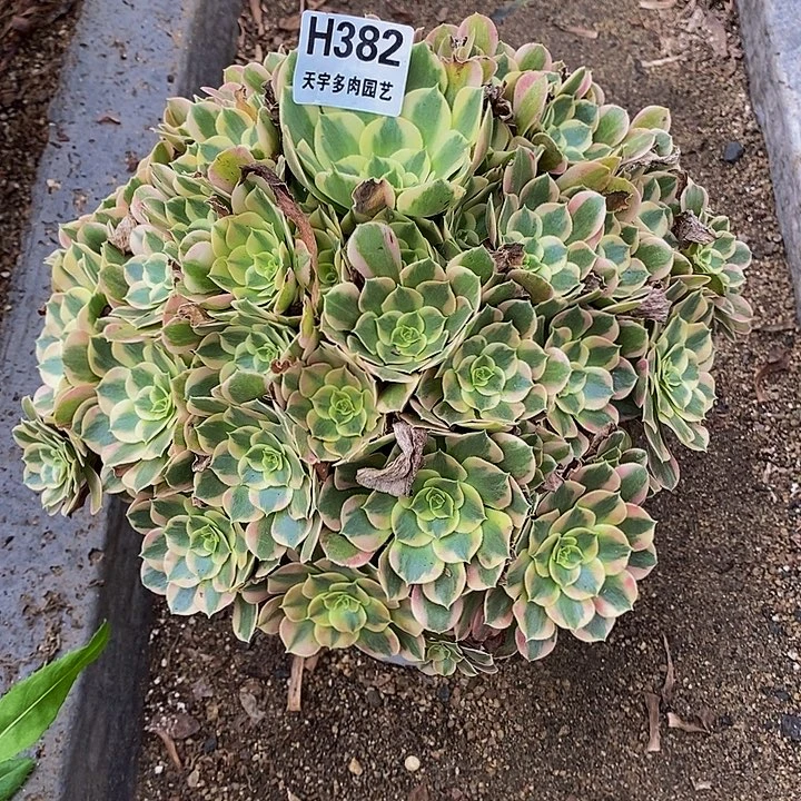多肉七彩石382多肉植物