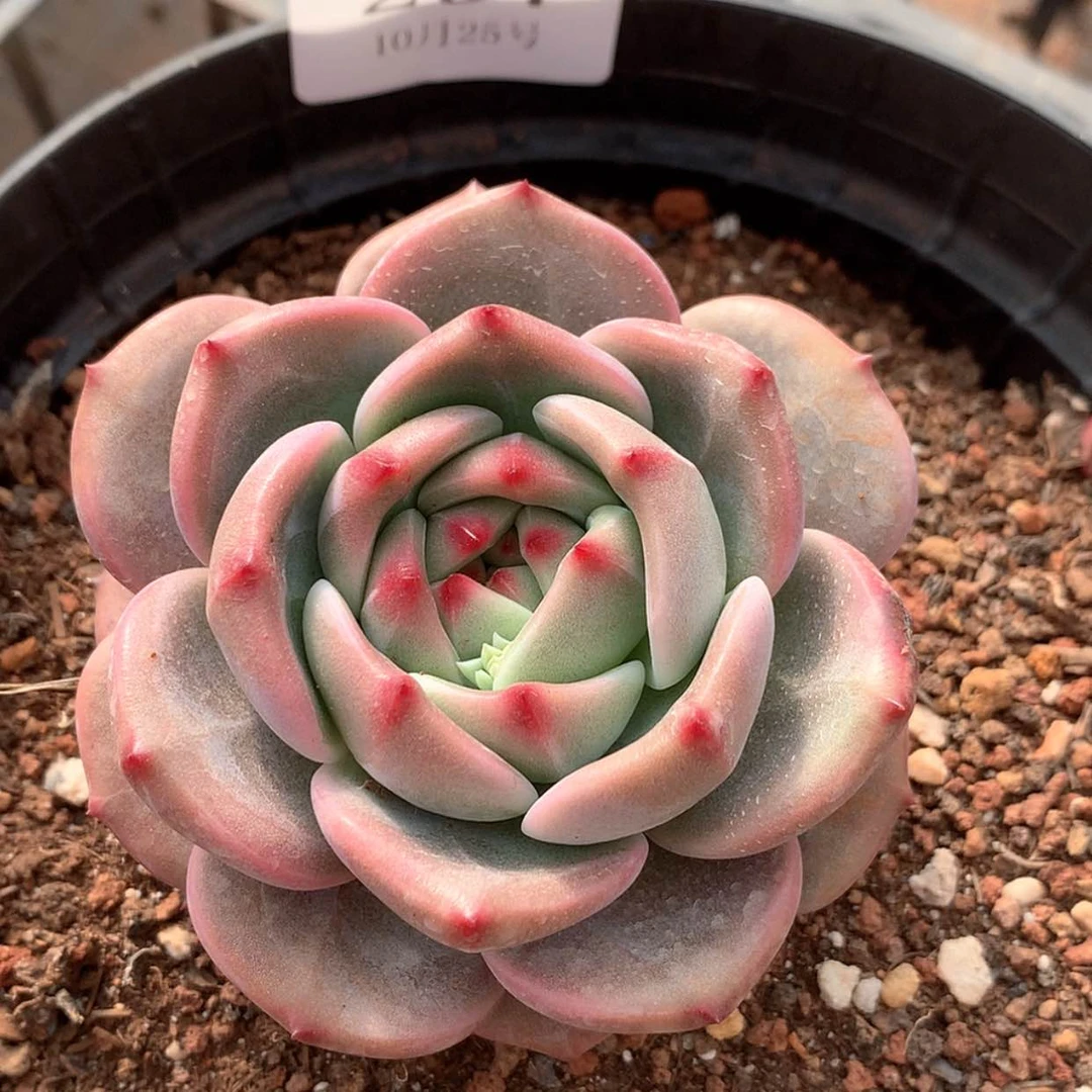 【闪购商品】云297号