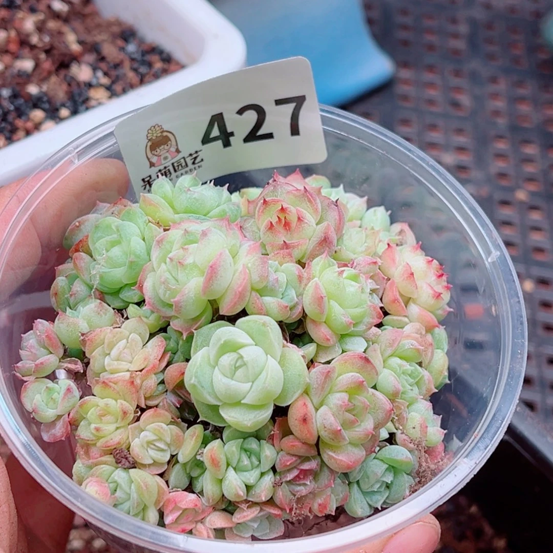 多肉植物多肉植物