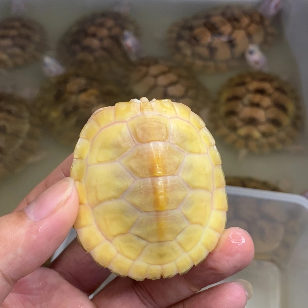 绿毛龟公白巴一个