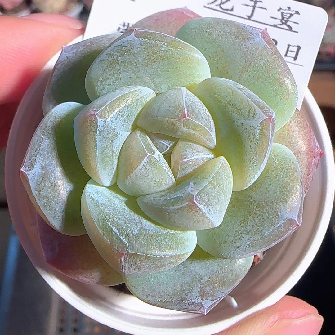 多肉1203-07冰玉冰玉