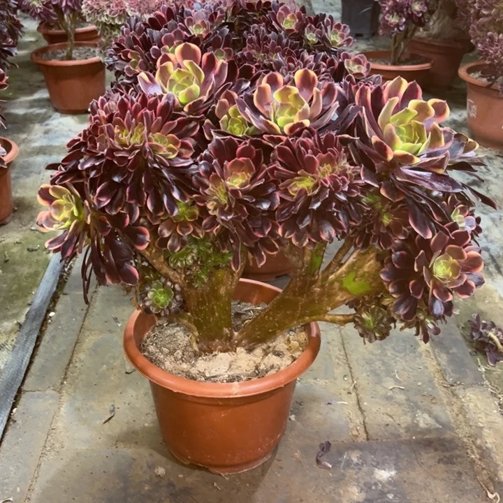 精品法师福利多多