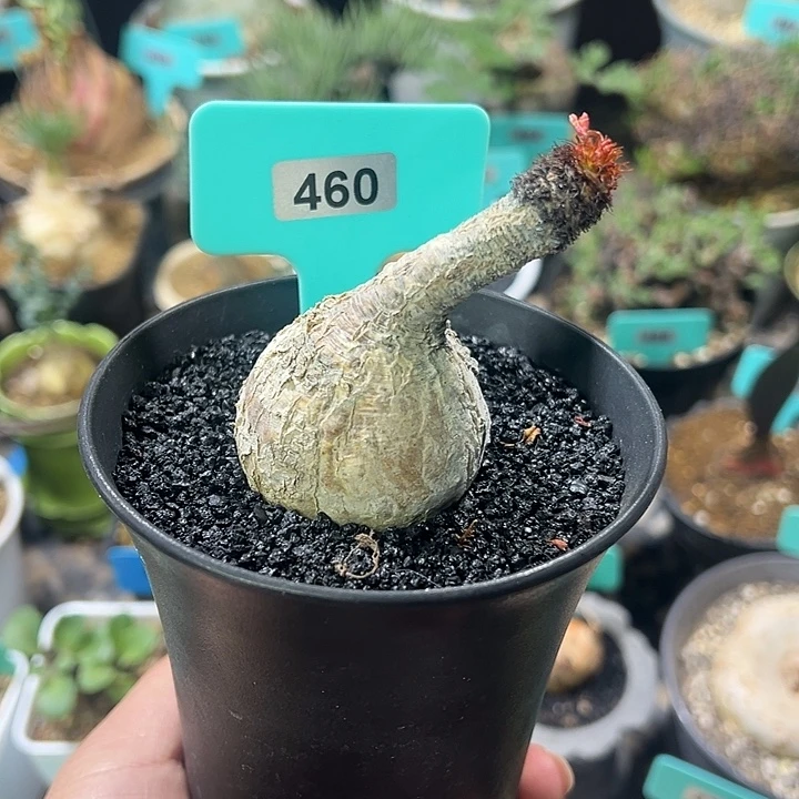 象鼻大戟产地多肉植物