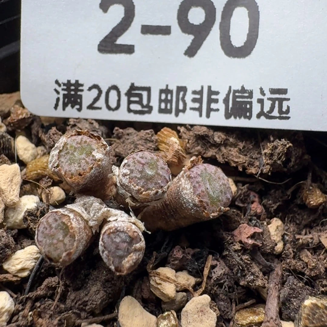 红珊瑚带盆土