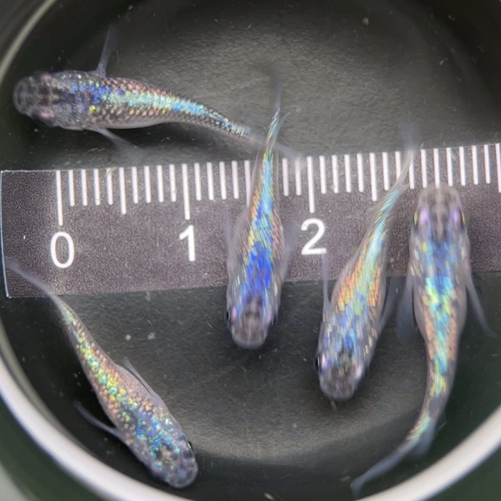 海水鱼短体蓝宝石11号