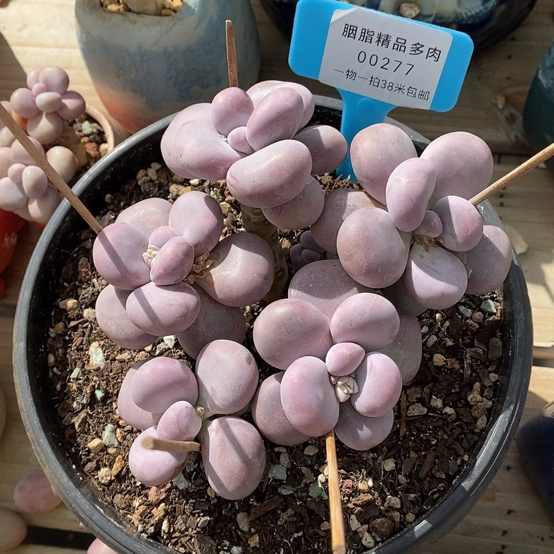 277投诉璐璐咯哦洛阳我