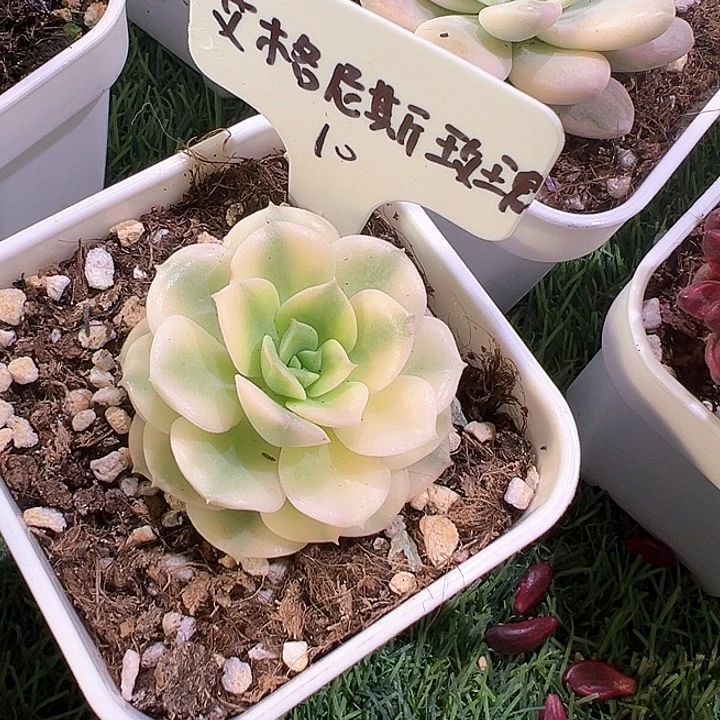 哭****已艾格尼丝玫瑰锦多肉植物锦